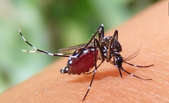 ডেঙ্গু ছড়িয়ে পড়েছে মারাত্মক আকারে